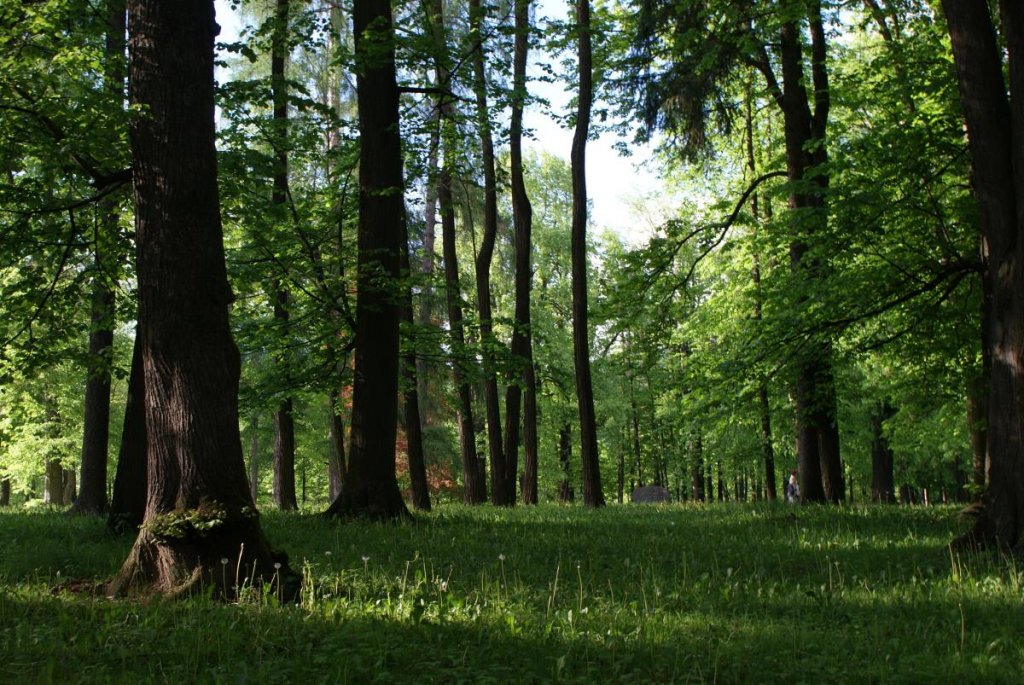 Nujna dela v Grajskem parku